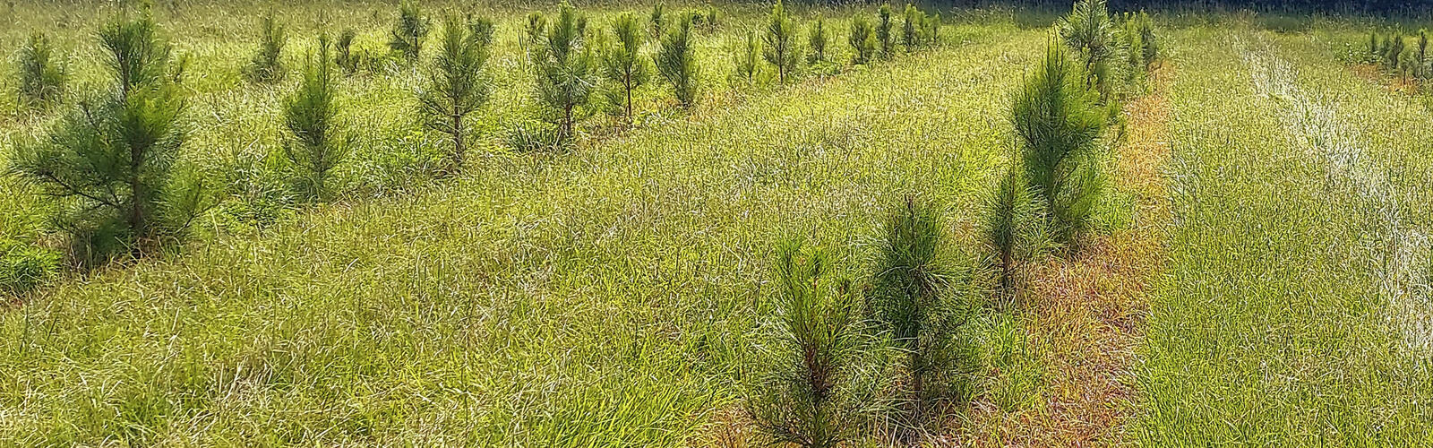 Pine tree seedlings stand in rows.