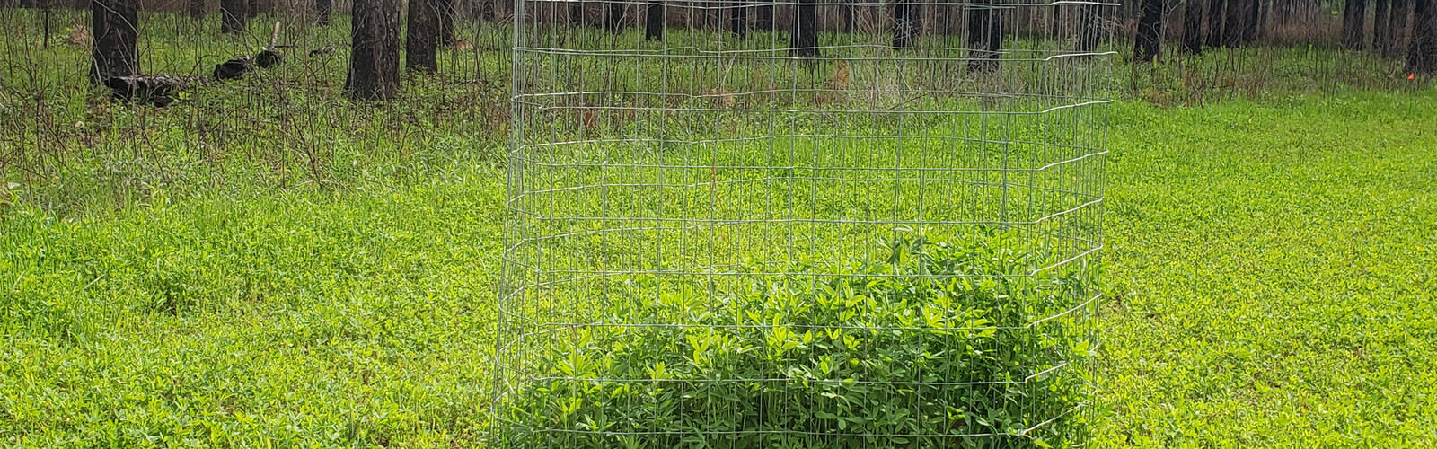 A wire cage surrounds tall green clover grass within a meadow, surrounded by shorter clover grass and a dense forest of tall trees.