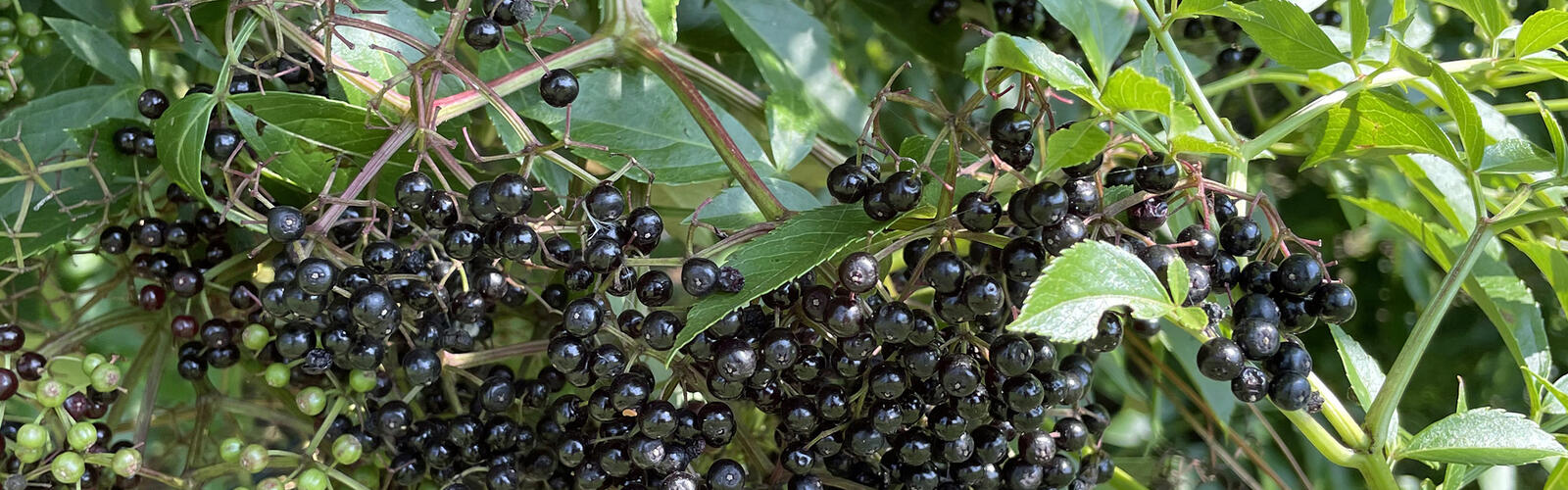 Tiny green and almost black berries grow in clusters.