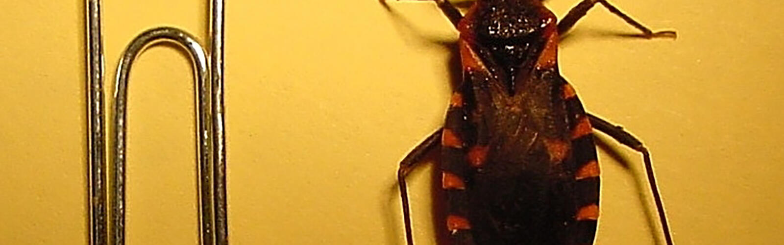 A triatomine insect sits next to a paperclip to show scale.