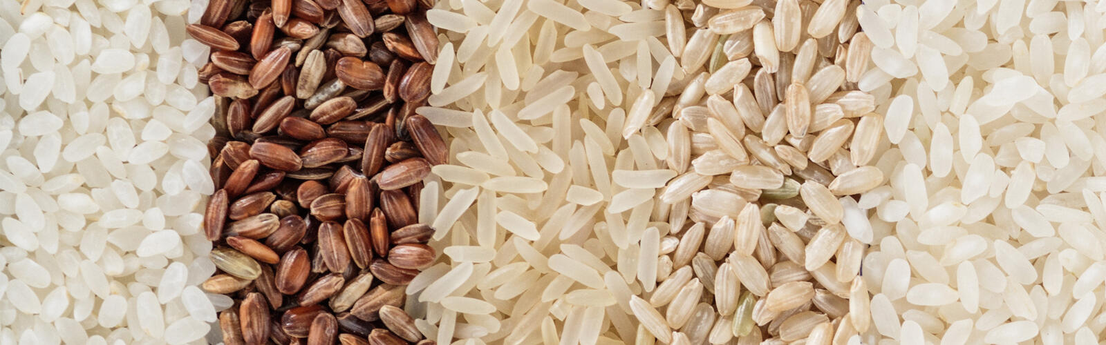 Panoramic banner with ten different varieties of rice, showing the texture and color of different varieties of rice.