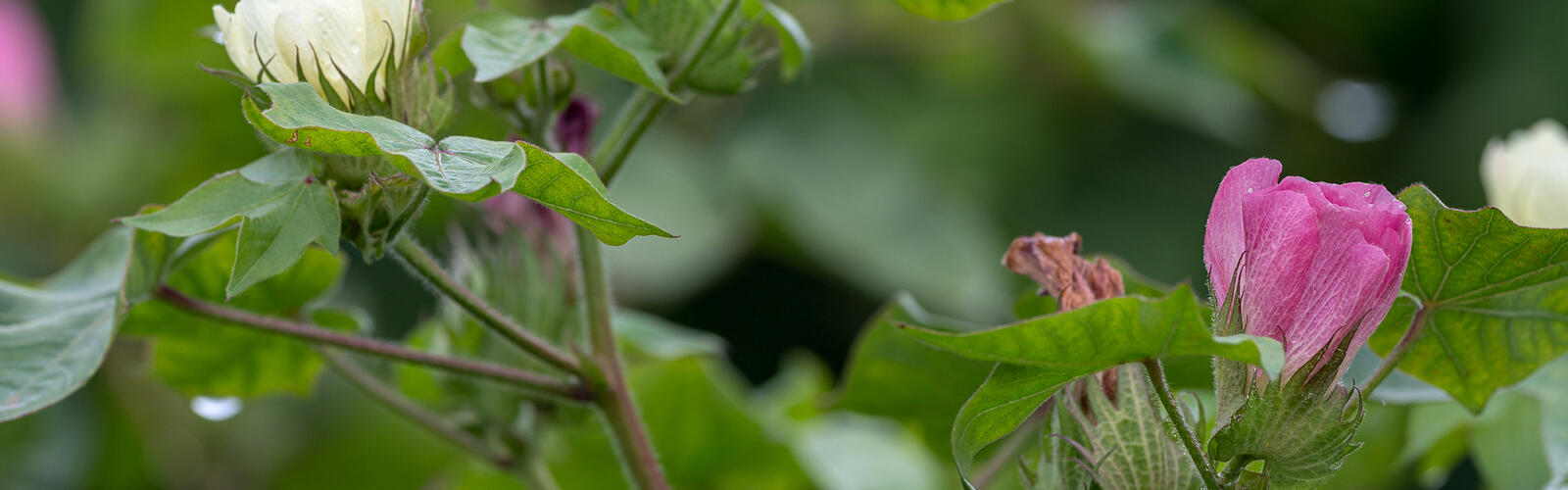 White and pink flowers bloom on a cotton plant.