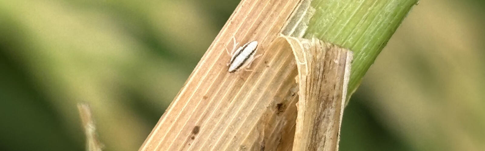 A tiny white insect is seen on the blade of a rice plant.