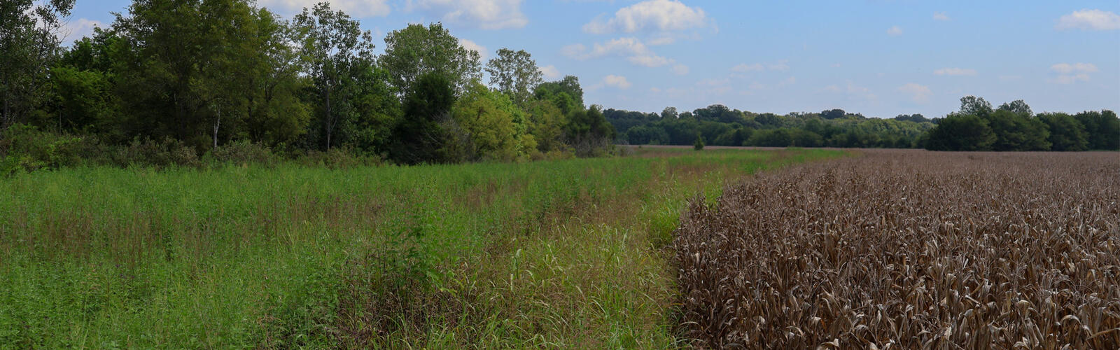 A field of grass and trees.