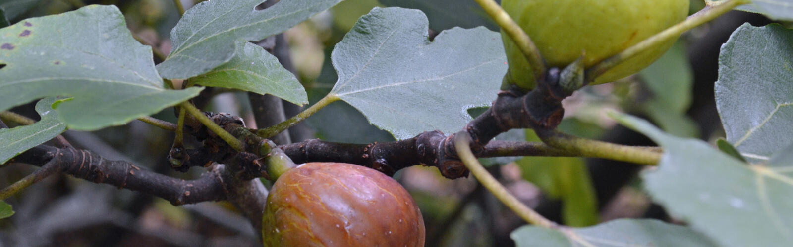 A green fig and a brown fig grown on branches.