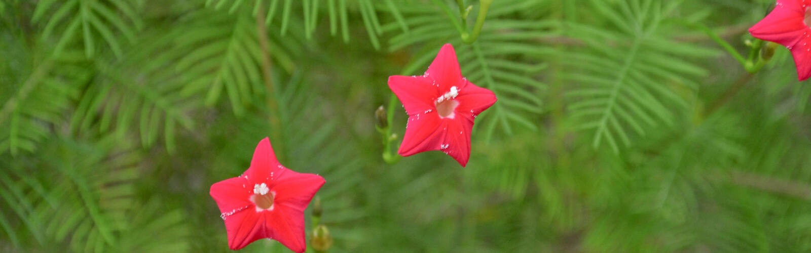 Three red flowers are star-shaped.