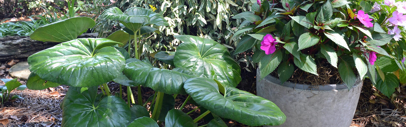 A plant with large, shiny green leaves grow beside a container of flowers.