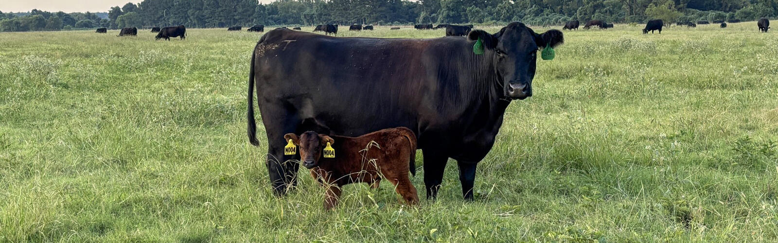 A cow and a calf stand in a pasture.