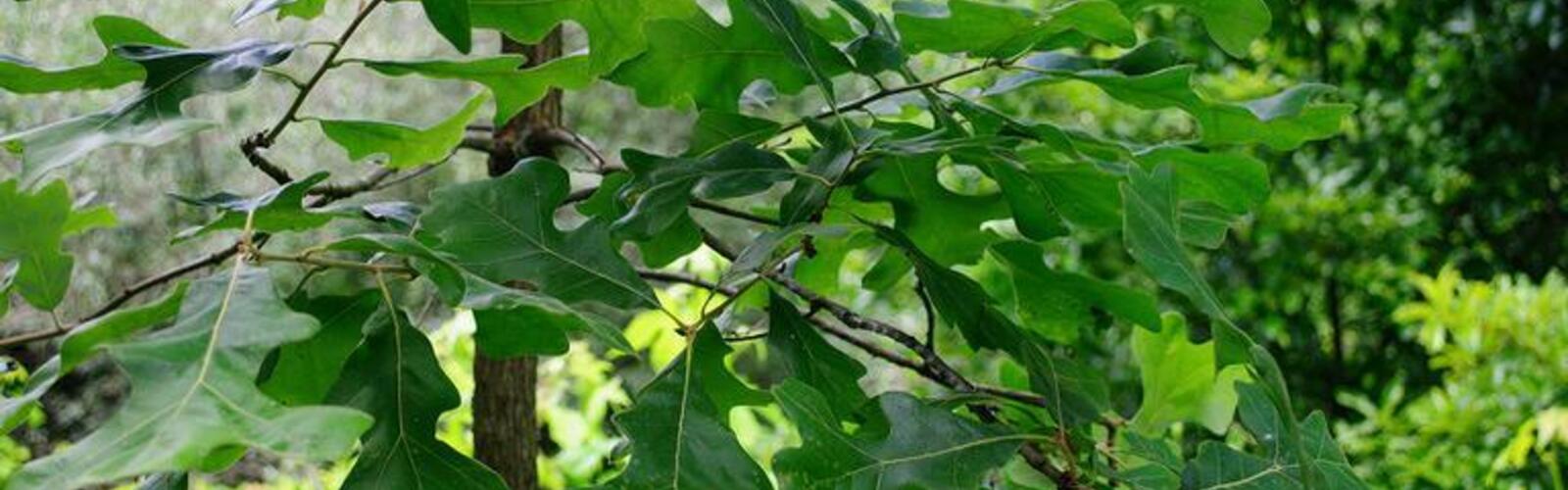 Post Oak Tree