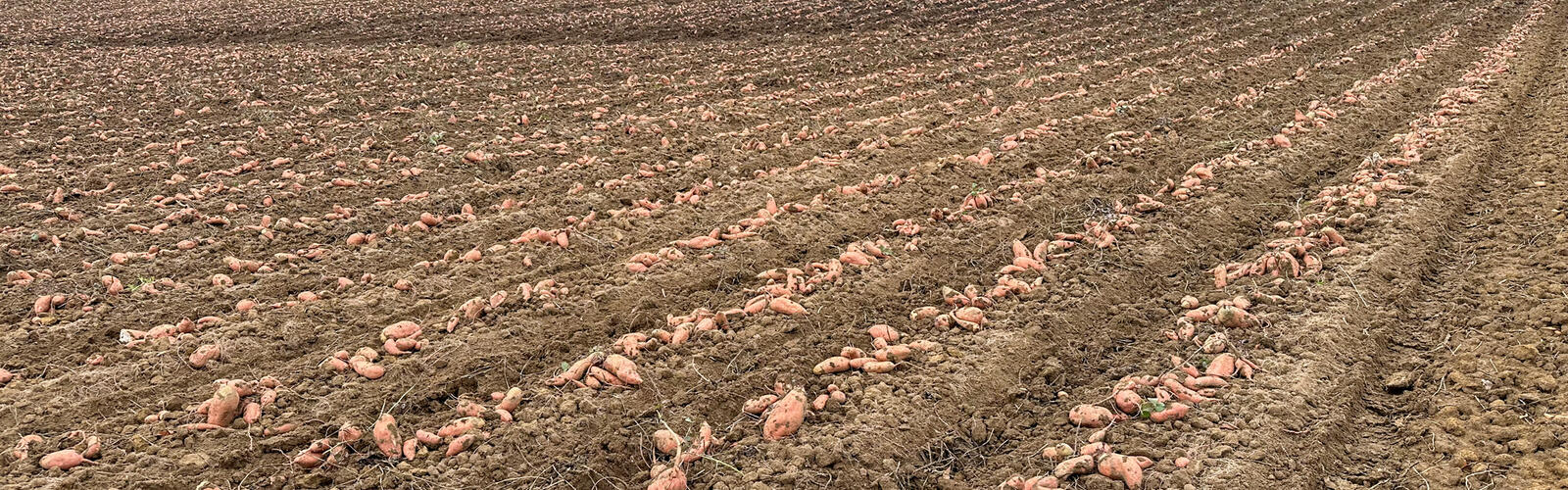 Sweet potatoes lie in rows on the ground across a field.