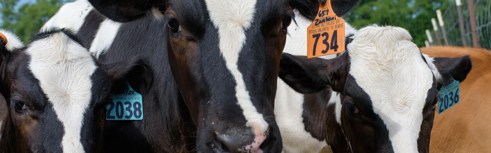 Dairy cows