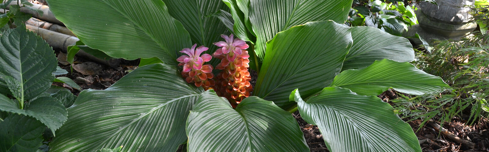 A plant with wide leaves has pink blooms at the center.