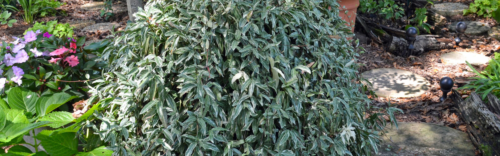 A mounding plant has green and white leaves.