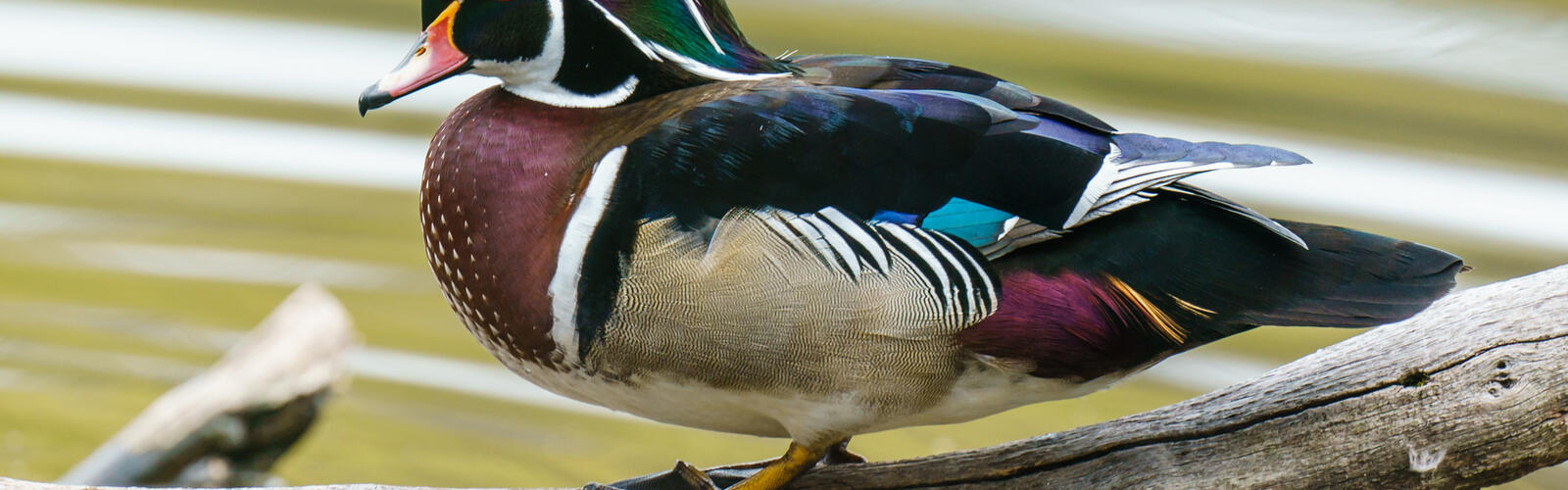 Wood Duck on a branch over water.