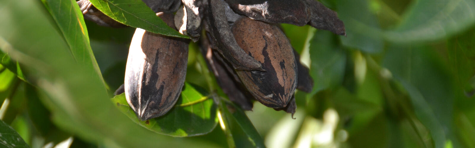 Close-up of leaves and pecans ready for harvest on a tree.