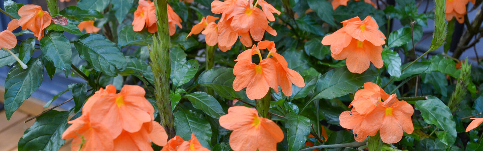 A plant has orange blooms.