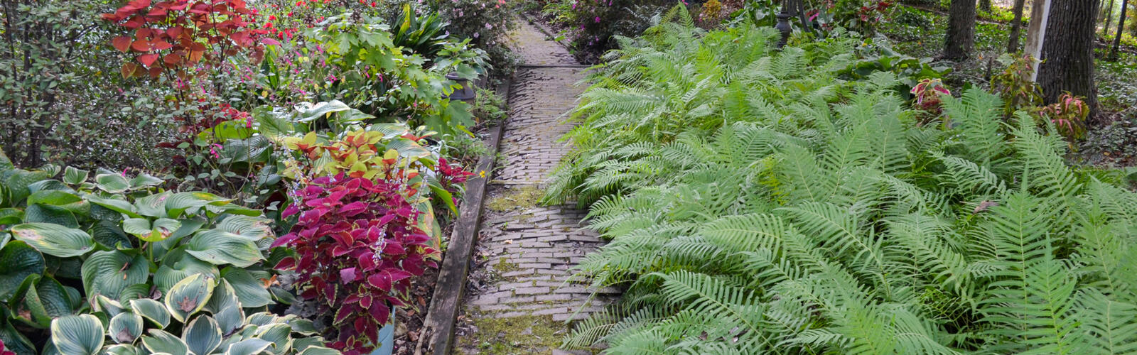 Green ferns line the right side of a brick path.