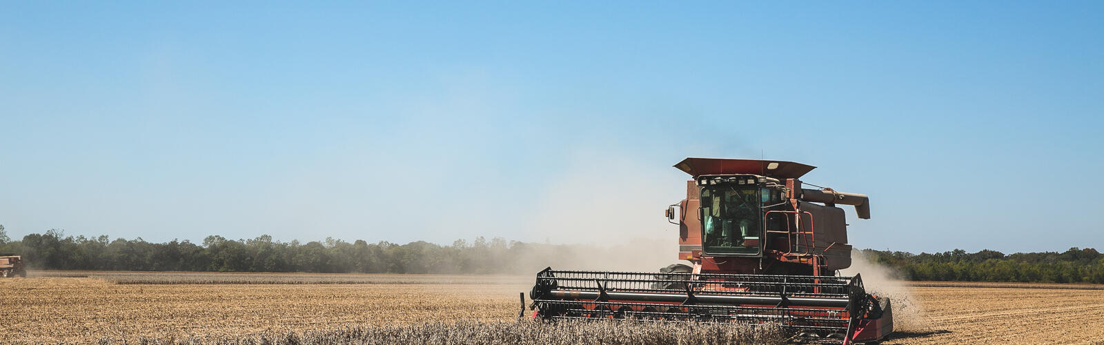 Tractor harvesting soybeans in a field