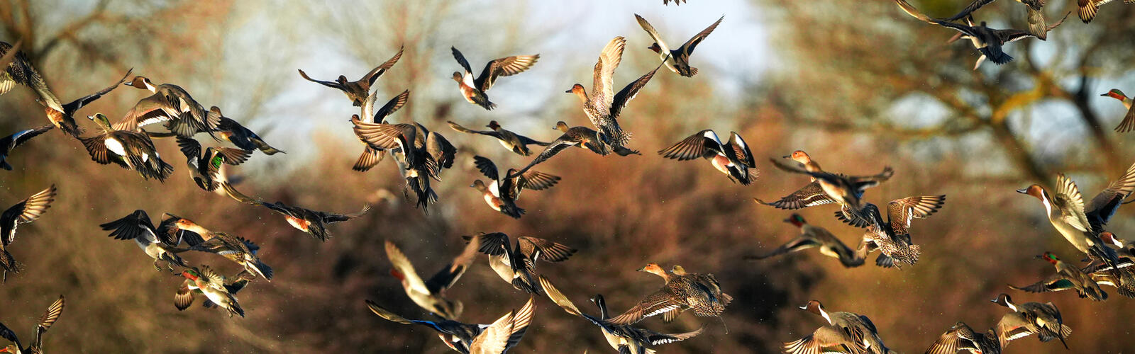 Large group of ducks flying