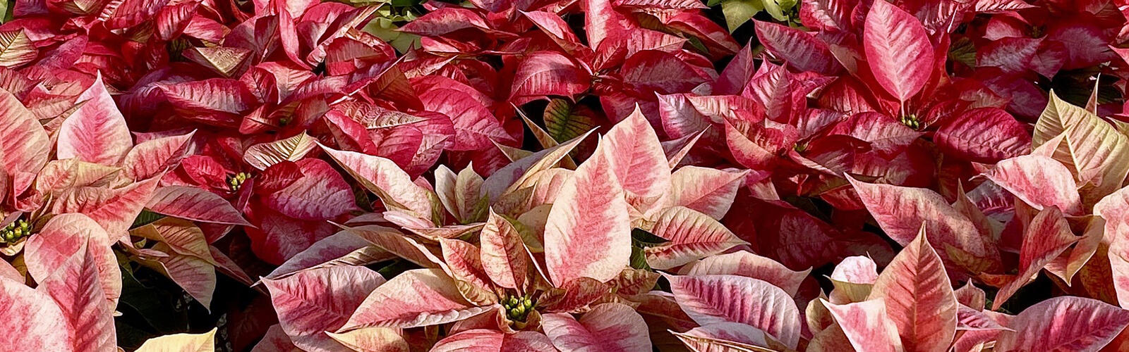 The frame is filled with a colorful variety of poinsettias.
