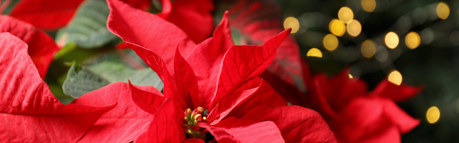 A red poinsettia is in front of a blurred background Christmas tree.