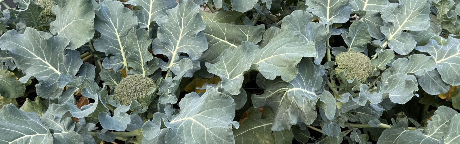 Leafy green plants have a round center.