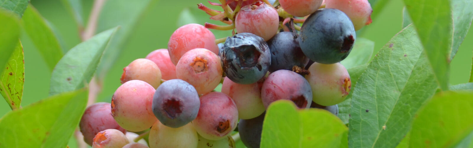 A closeup of blueberries on the bush.