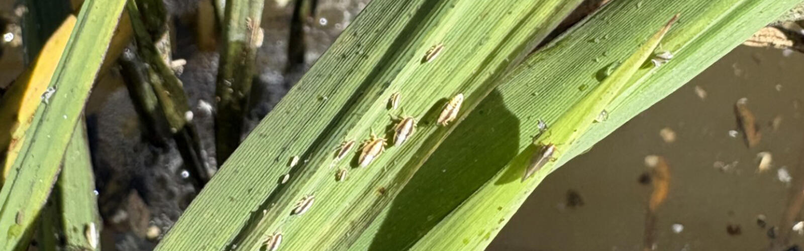 Tiny insects gather on green plant stalks in water.