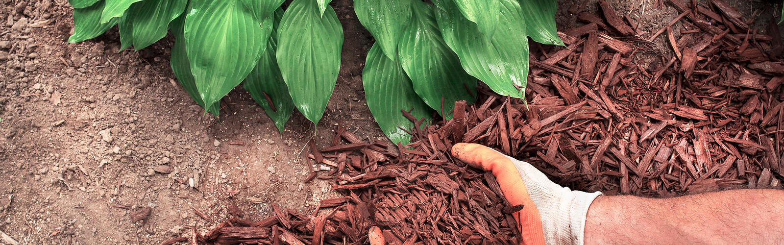 Gloved hands apply bark mulch around a hosta plant.