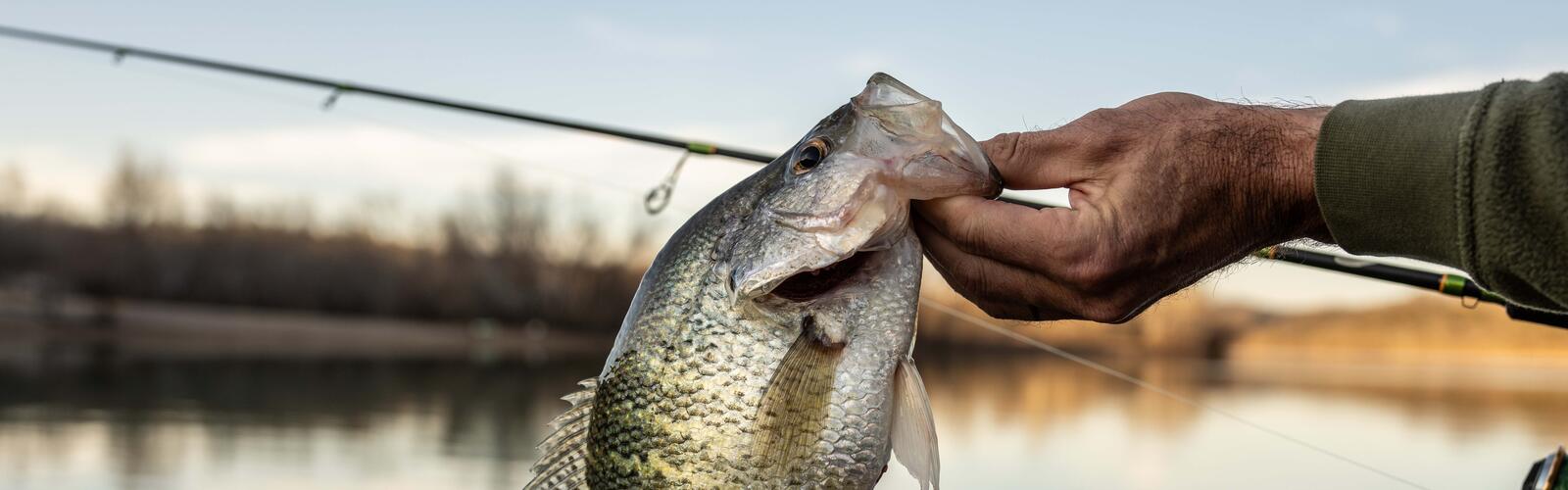 A crappie held by the hand of a fisherman with a pole in the background