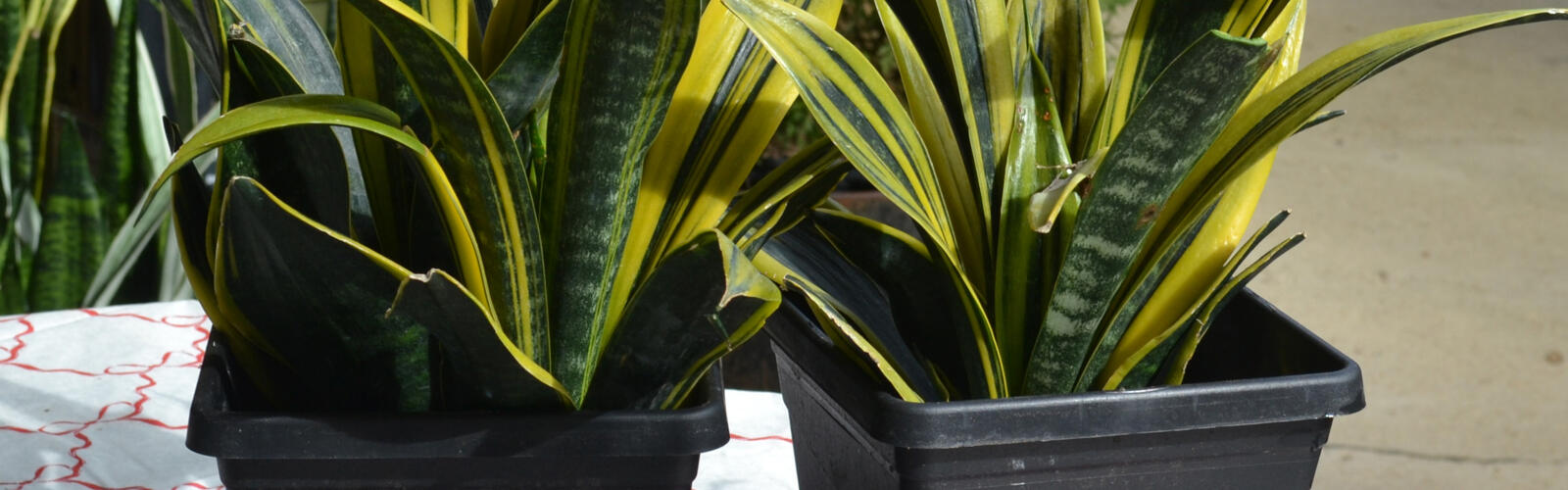 Two plants in black pots with upright leaves striped in bright yellow and green.