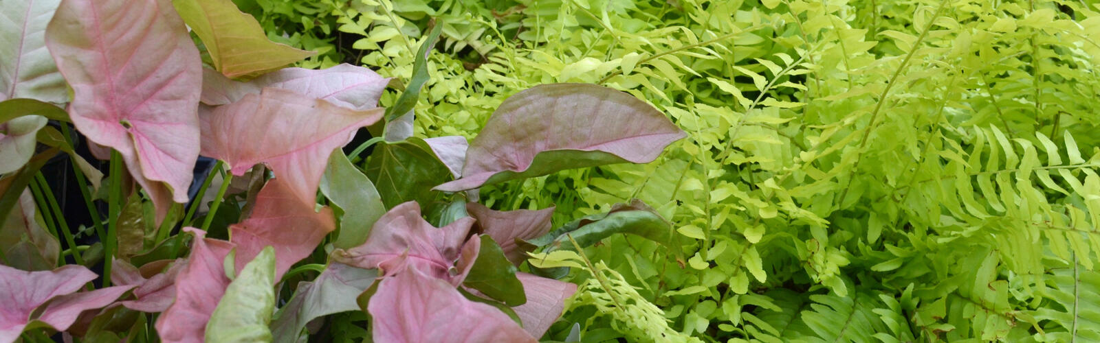 A plant with pink heart-shaped leaves grows next to neon green ferns.