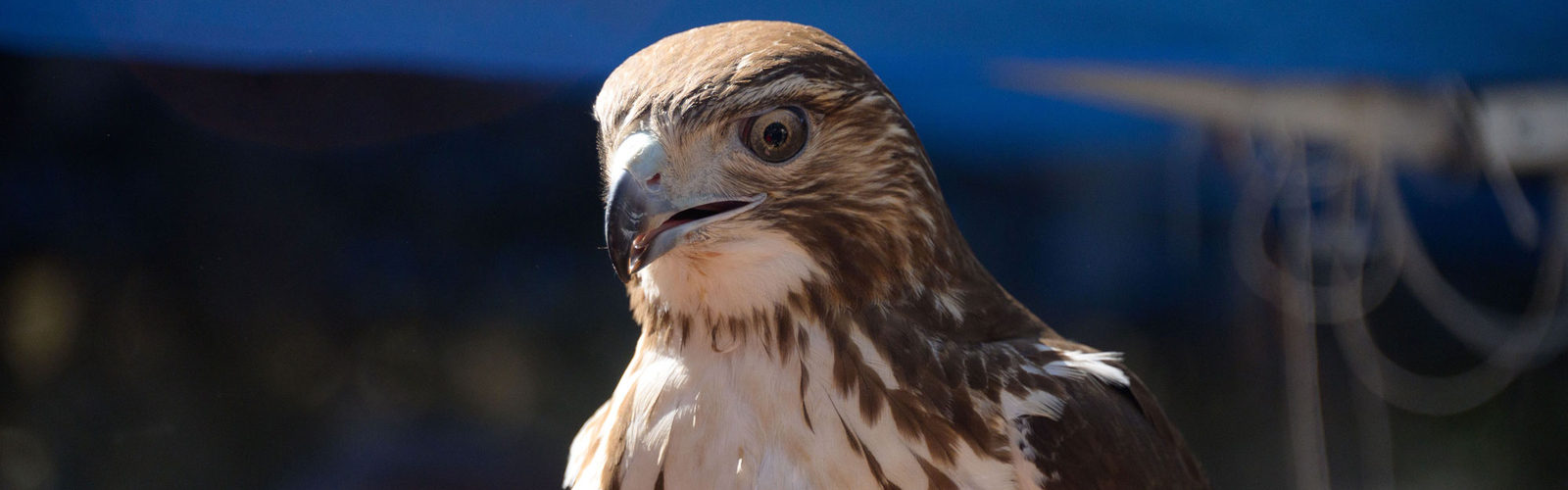 Close up of a red-tailed hawk with a child’s wide eyes in the background.