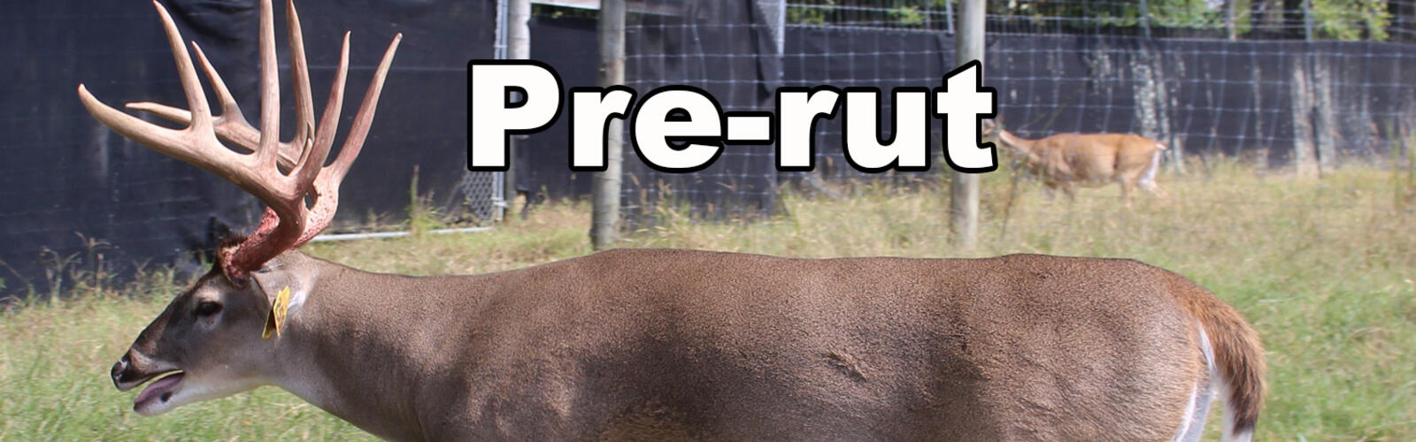 Composite image showing a white tailed buck before the rut with full antlers and a muscular body, and after the rut appearing noticeably thinner.
