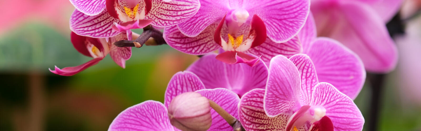 Several deep pink flowers bloom in a cluster.
