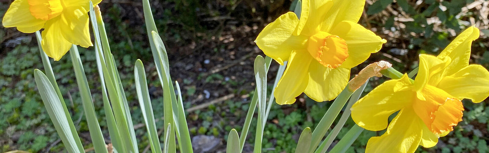 Two daffodils have yellow petals and yellow centers.