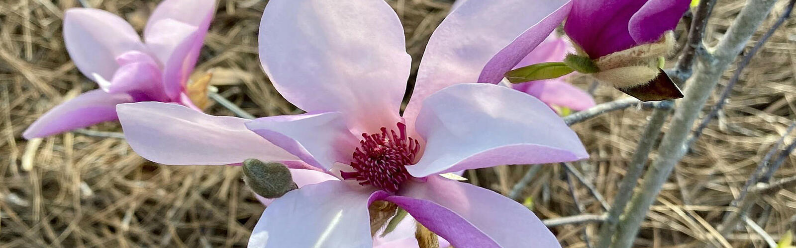 A large purple bloom is next to smaller blooms.