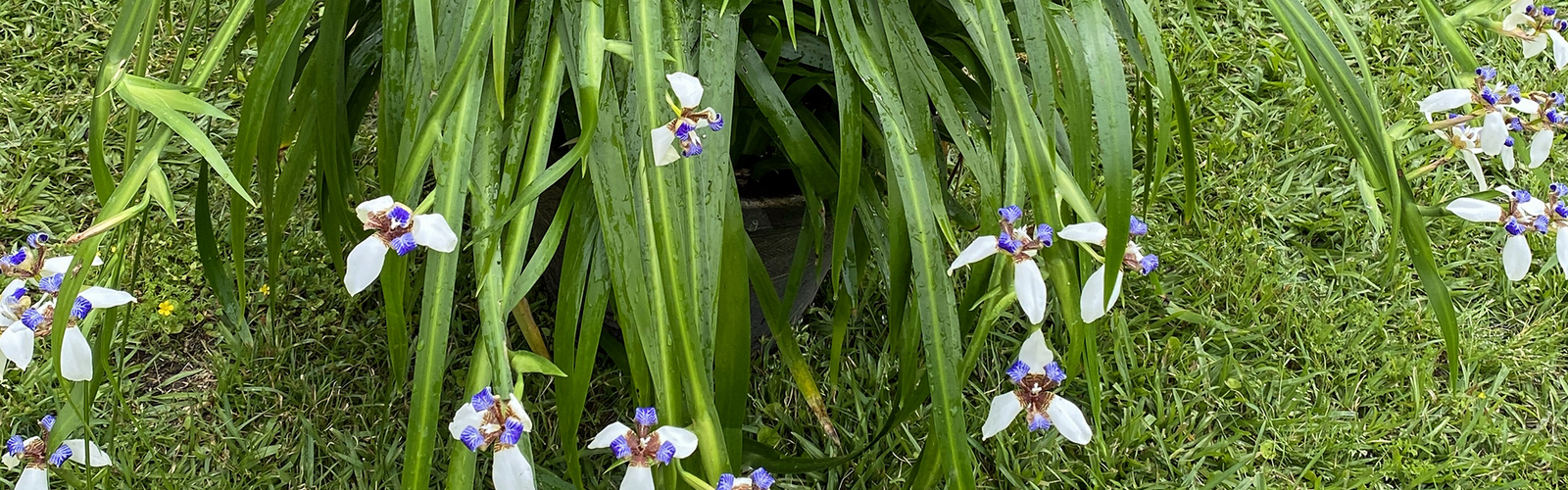 A plant has white and blue blooms at the end of long stems.