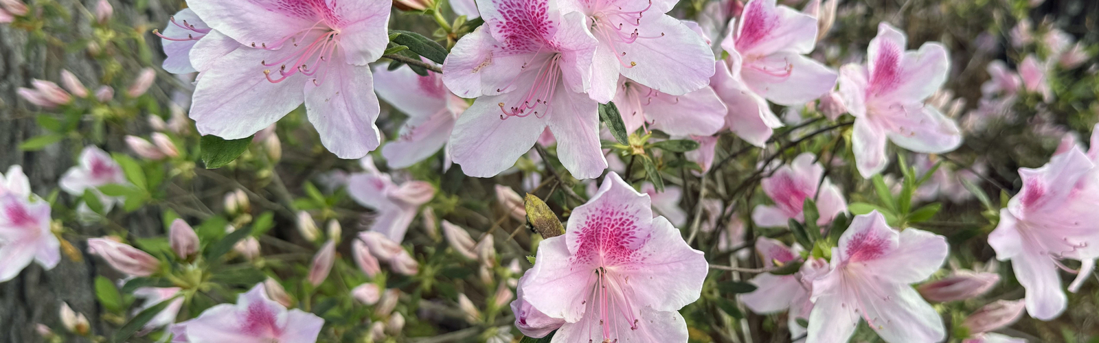 Light pink blooms cover the branches of a shrub.