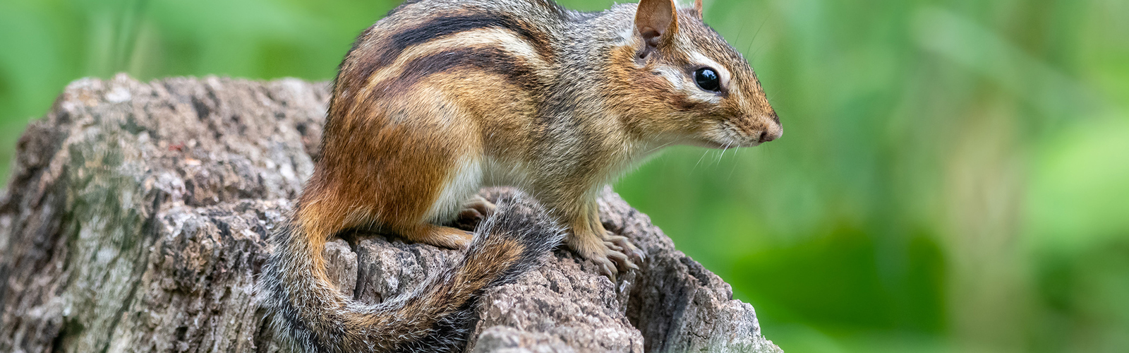 An Eastern chipmunk sits on a stump.