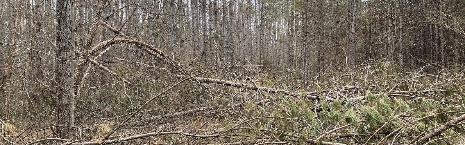 Downed pine limbs scattered across a forest floor with standing trees in the background.