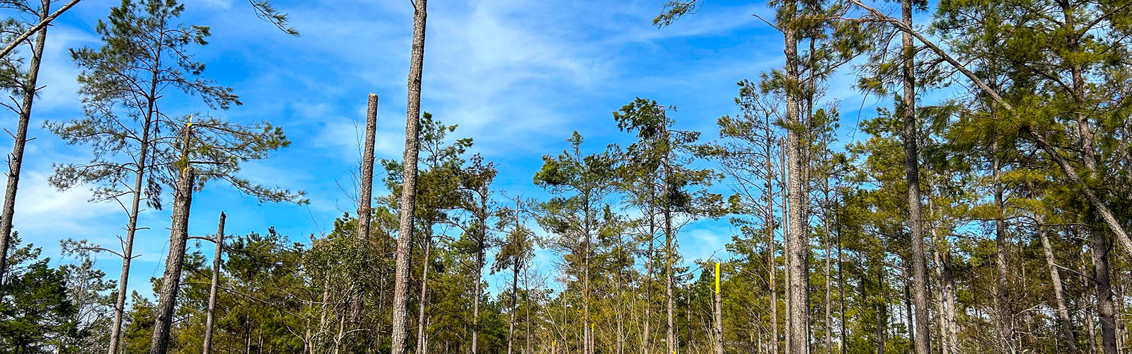 A large stand of trees shows a portion with broken trunks and limbs.