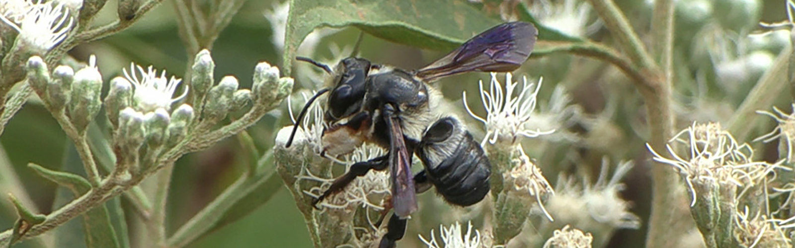 A black and white bee rests on small white flowers.