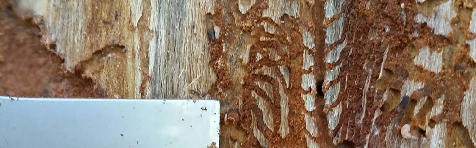 Closeup of the underside of tree bark showing the galleries, or winding tunnels, that pine bark beetles dig.