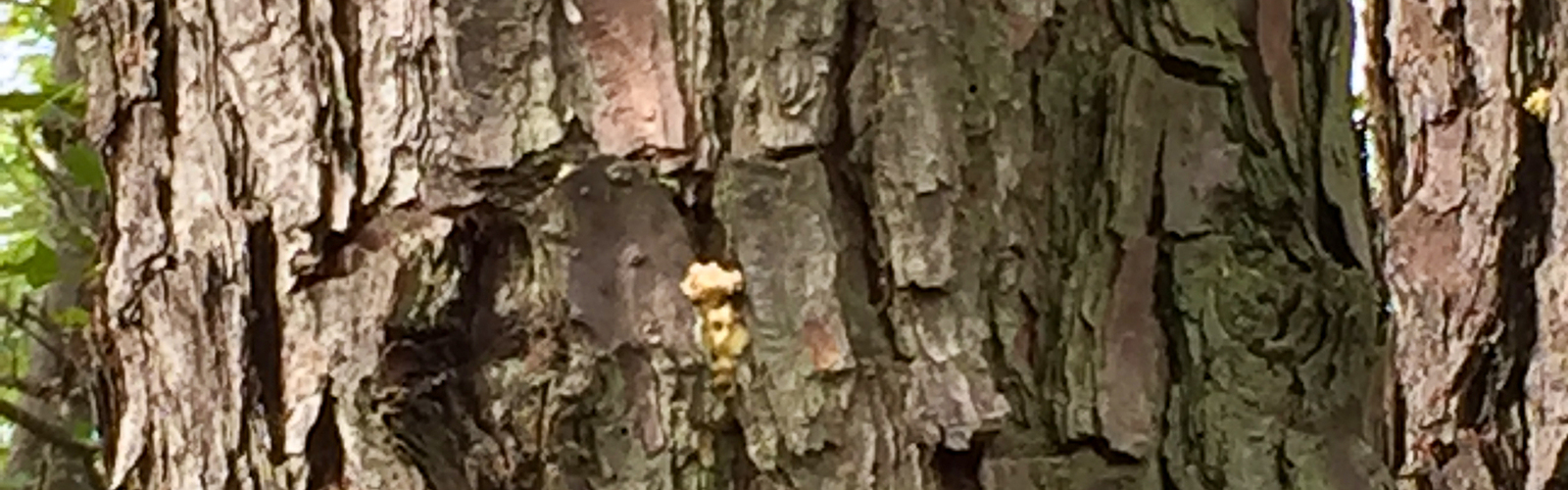 Small white balls attached to the side of a pine tree.