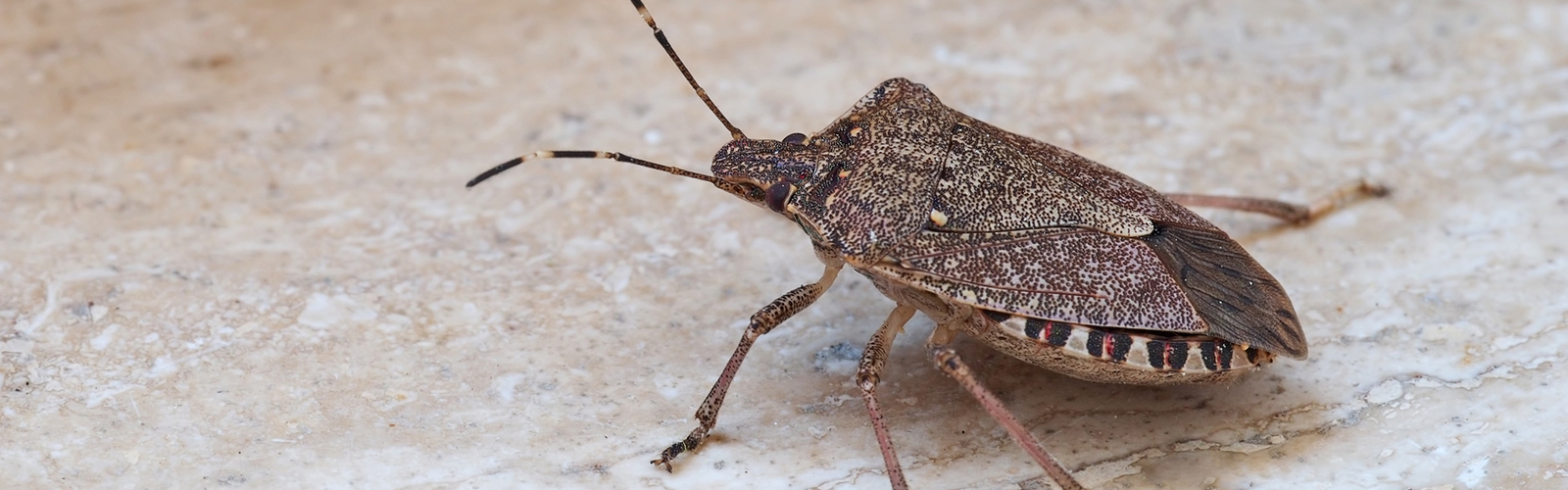 Brown stink bug.