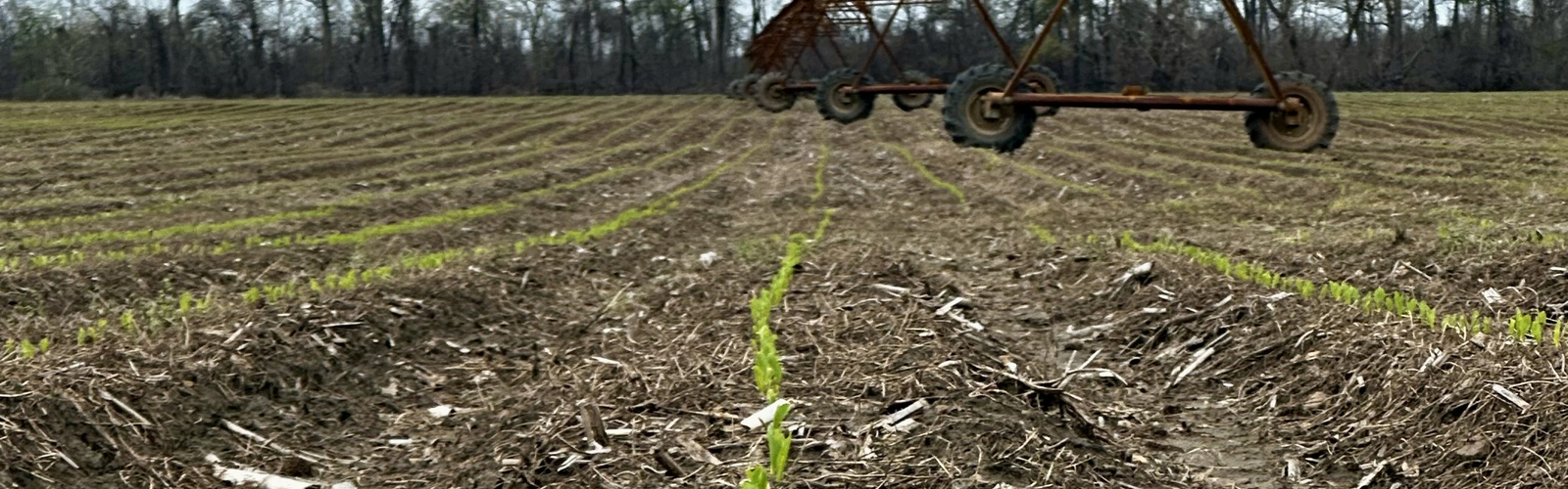 Small green plants grow in a row toward an overhead irrigation sprinkler.