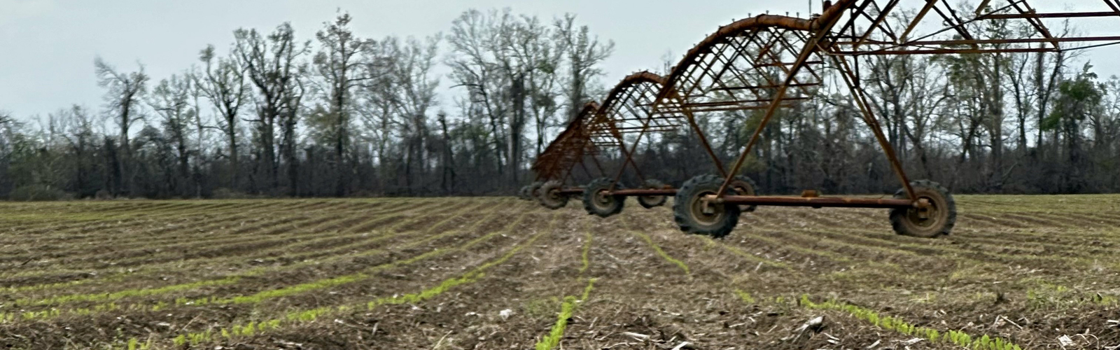 Small green plants grow in a row toward an overhead irrigation sprinkler.