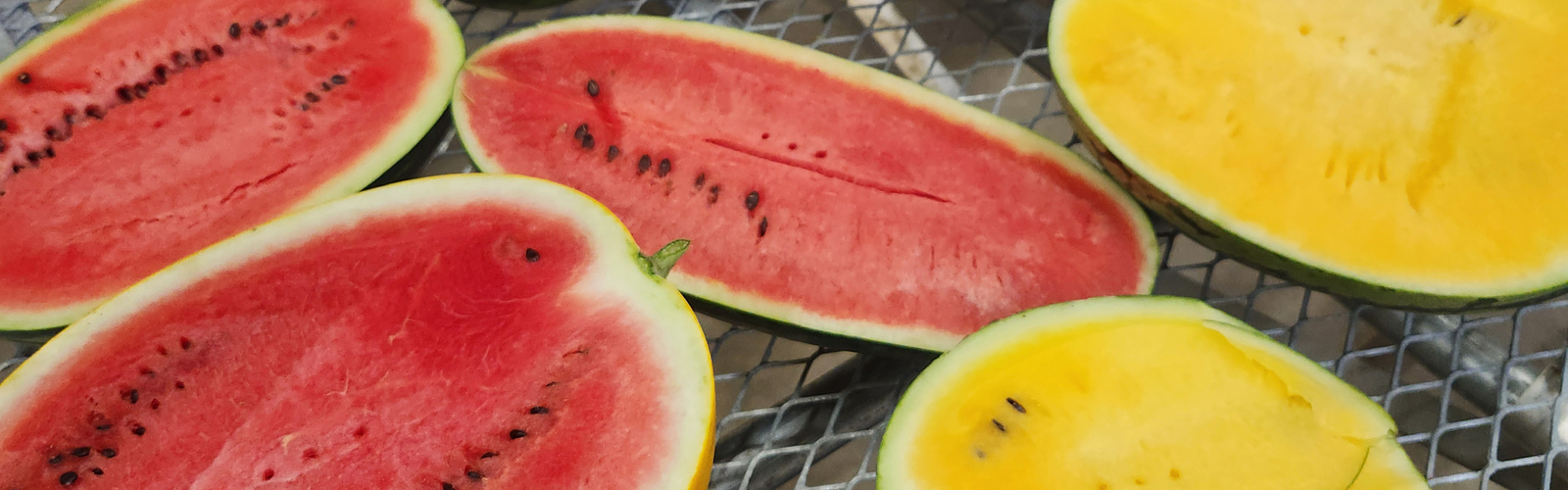 Watermelons have been split open to display red, yellow or white flesh.