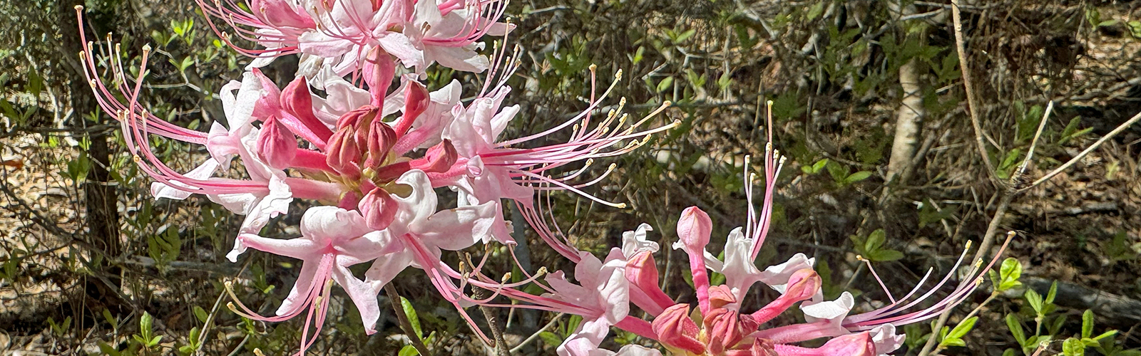 Delicate flowers bloom in shades of pink on a shrub.